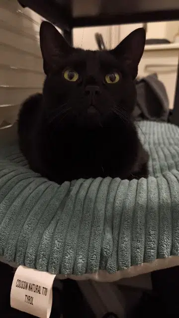 chat lost   60500 Chantilly Dark