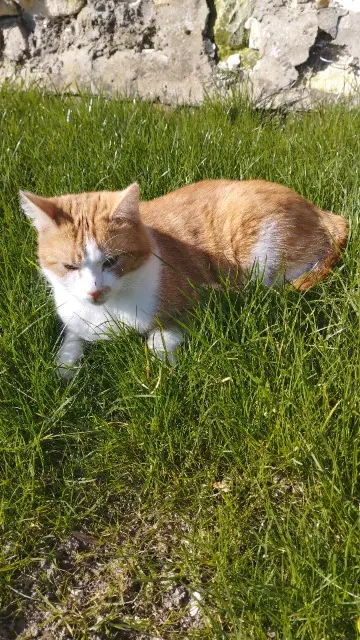 chat lost   60420 Maignelay-Montigny Djongo