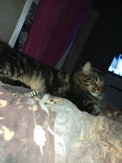 chat lost   60200 Compiègne Doudou