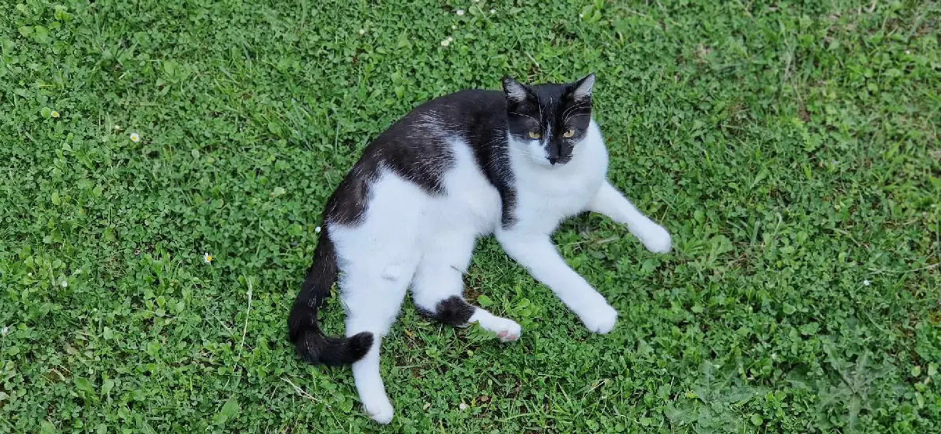 Chat Perdu 60 Oise - Dragibus Chat Perdu 60 Oise - Dragibus