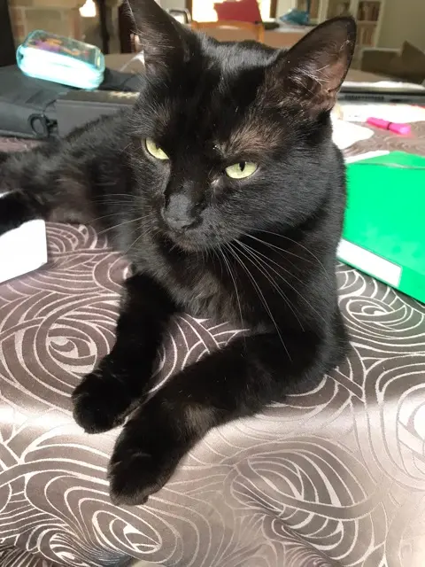 chat lost   60260 Lamorlaye Esope