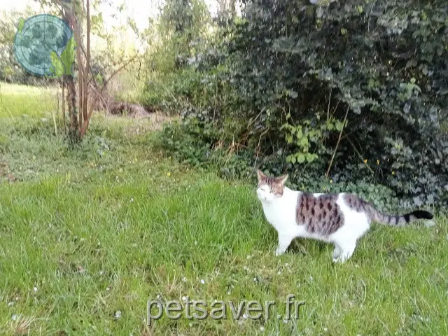 gatto lost 60000 Allonne Eugène