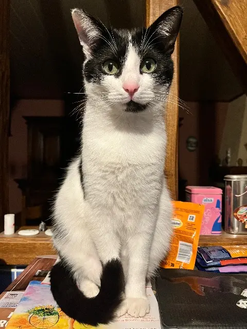 chat lost   60650 Saint-Aubin-en-Bray Felix