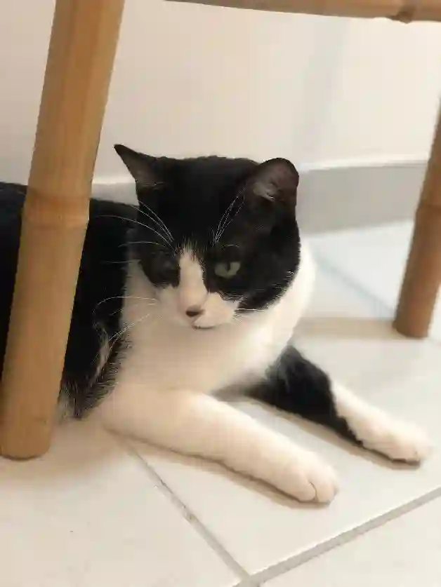 Chat Perdu 60 Oise - Filou Chat Perdu 60 Oise - Filou