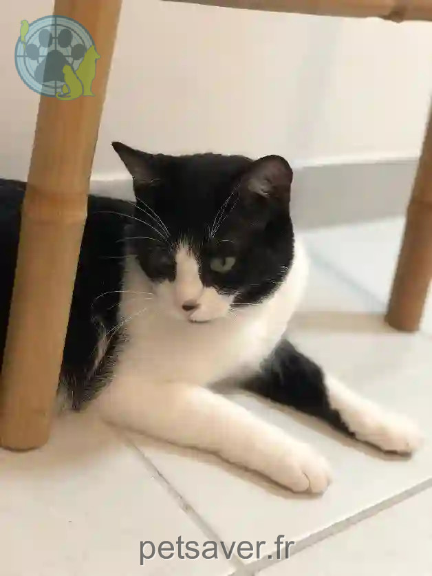 Chat Perdu 60 Oise - Filou Chat Perdu 60 Oise - Filou