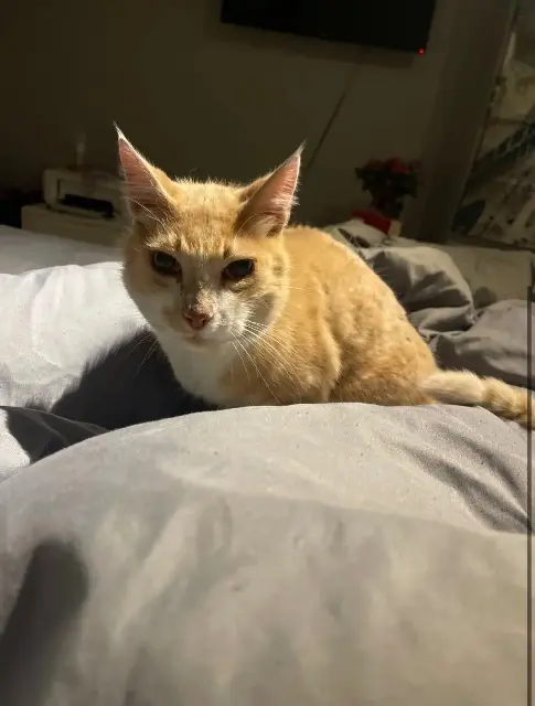 chat lost   60530 Ercuis Filou