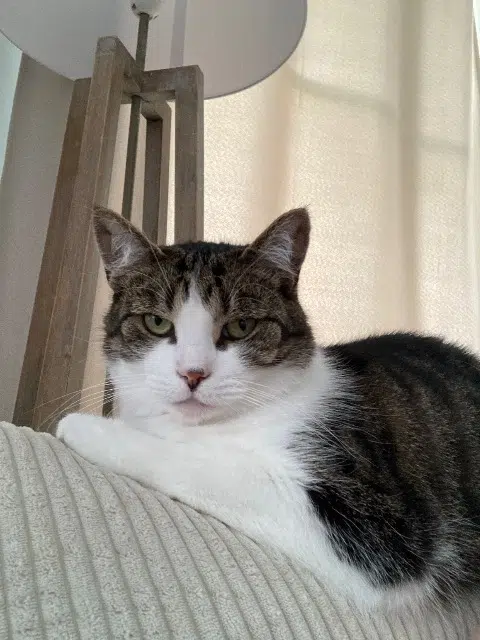 chat lost   60290 Neuilly-sous-Clermont Floki