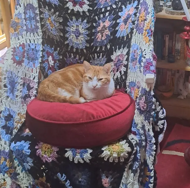 chat lost   60160 Montataire Fluffy