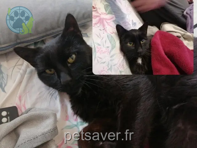 chat perdu 60200 Compiègne Félile chat lost 60200 Compiègne Félile