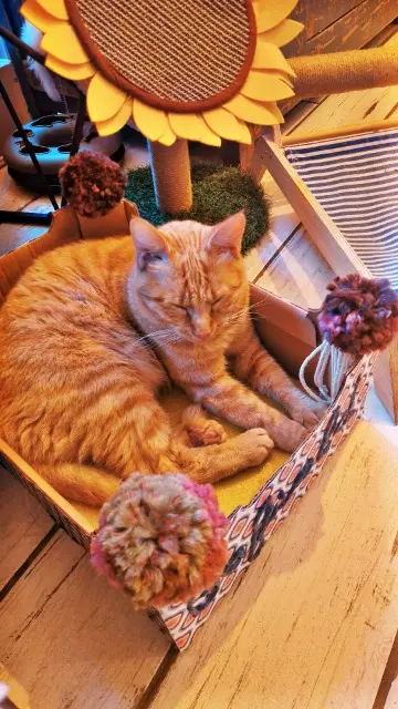 chat lost   60350 Attichy Garfield