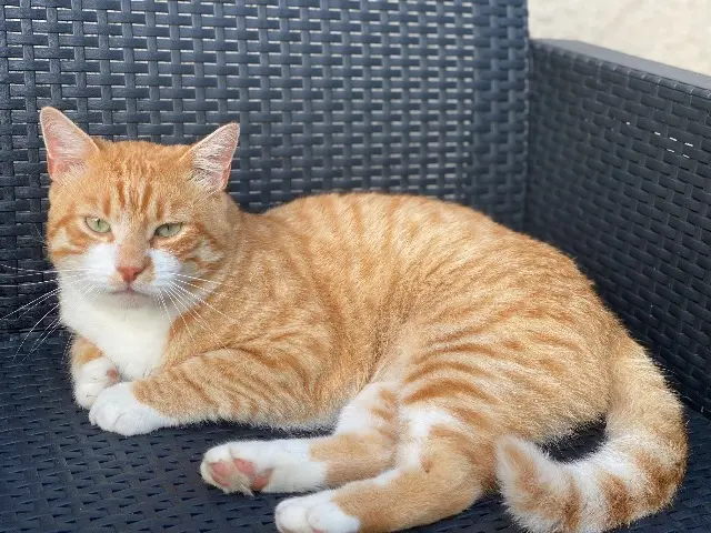 chat lost   60600 Agnetz Garfield