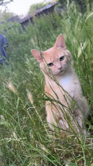 chat lost   60140 Liancourt Garnacho