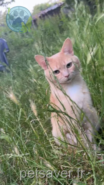 chat perdu 60140 Liancourt Garnacho chat lost 60140 Liancourt Garnacho