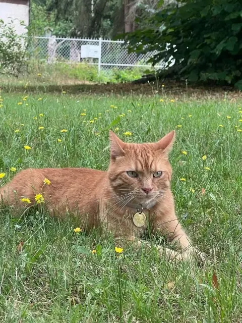 chat lost   60350 Saint-Jean-aux-Bois Gollum