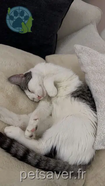 gato lost   60000 Saint-Martin-le-Nœud Gribouille