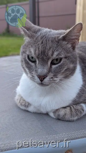 chat lost 60270 Gouvieux Grizou