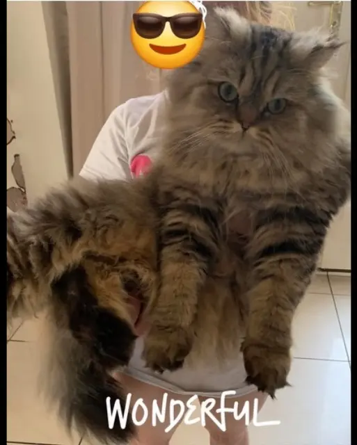 chat lost   60149 Saint-Crépin-Ibouvillers Grizou