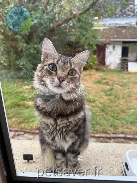 chat lost 60400 Salency Henry