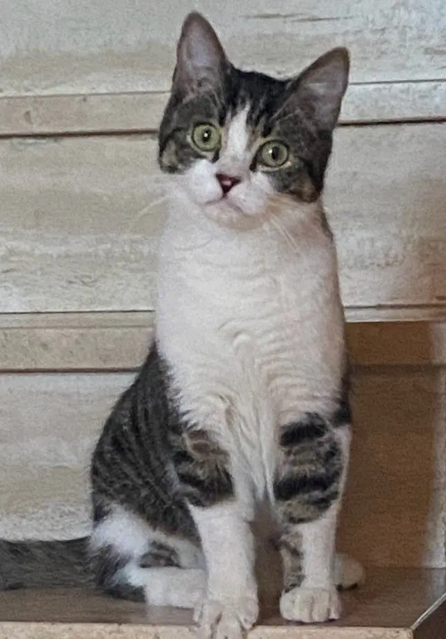 Chat Perdu 60 Oise Chat Perdu 60 Oise