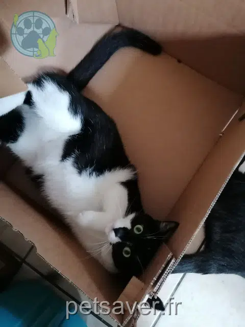 chat lost   60130 Wavignies Jumper