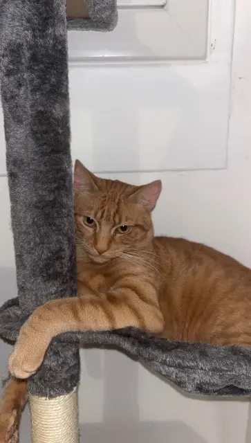 chat lost   60000 Beauvais Kakou