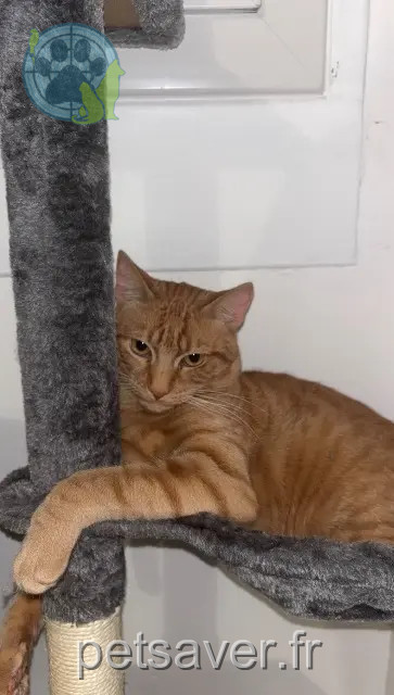 chat perdu 60000 Beauvais Kakou chat lost 60000 Beauvais Kakou