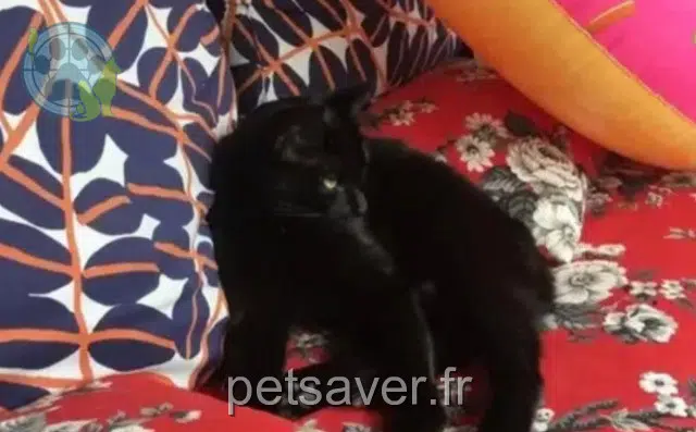 Kater lost   60750 Choisy-au-Bac Keats