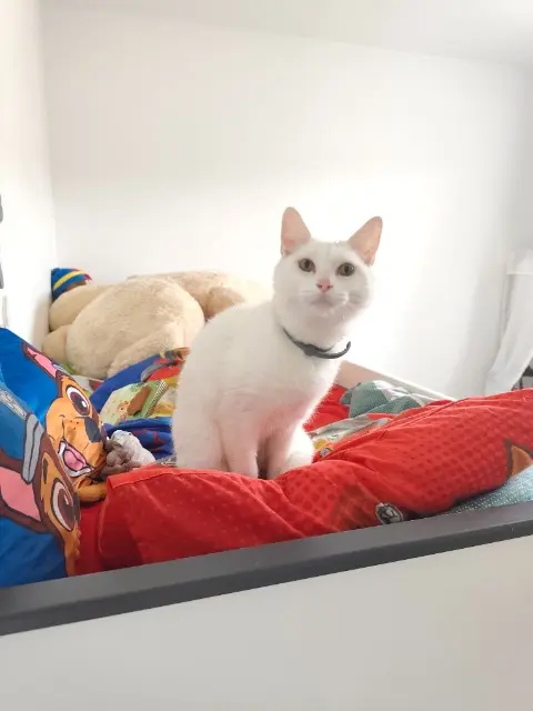 chat lost   60870 Villers-Saint-Paul Kinder