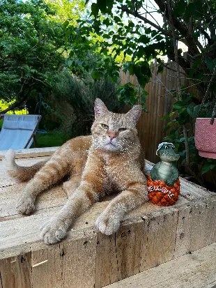 Chat Perdu 60 Oise - Larry Chat Perdu 60 Oise - Larry