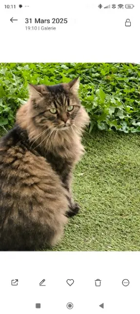 chat lost   60510 Bresles Locks