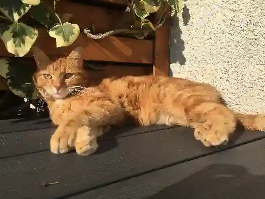 Chat Perdu 60 Oise - Looping Chat Perdu 60 Oise - Looping