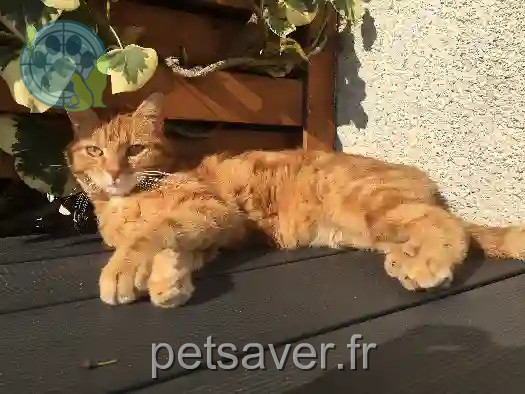 Chat Perdu 60 Oise - Looping Chat Perdu 60 Oise - Looping