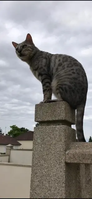 chat lost   60000 Allonne Louis