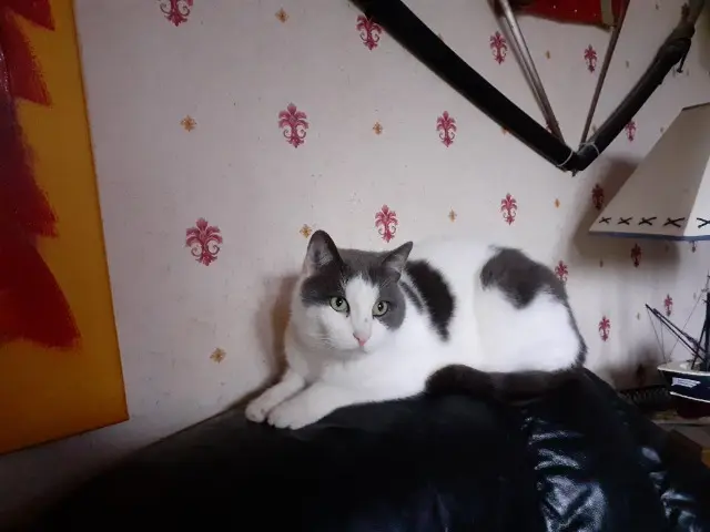 chat lost   60290 Laigneville loulou