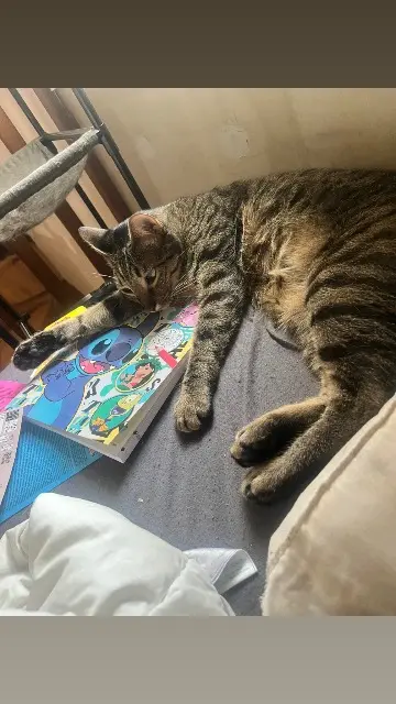 chat lost   60280 Clairoix Luffy