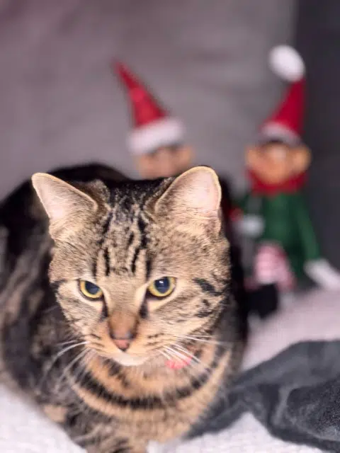 chat lost   60190 La Neuville-Roy Luffy