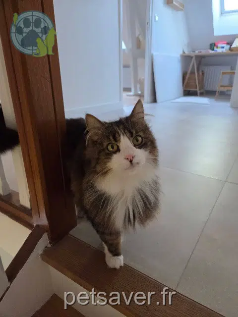gato perdido 60550 Verneuil-en-Halatte Léo gato lost 60550 Verneuil-en-Halatte Léo