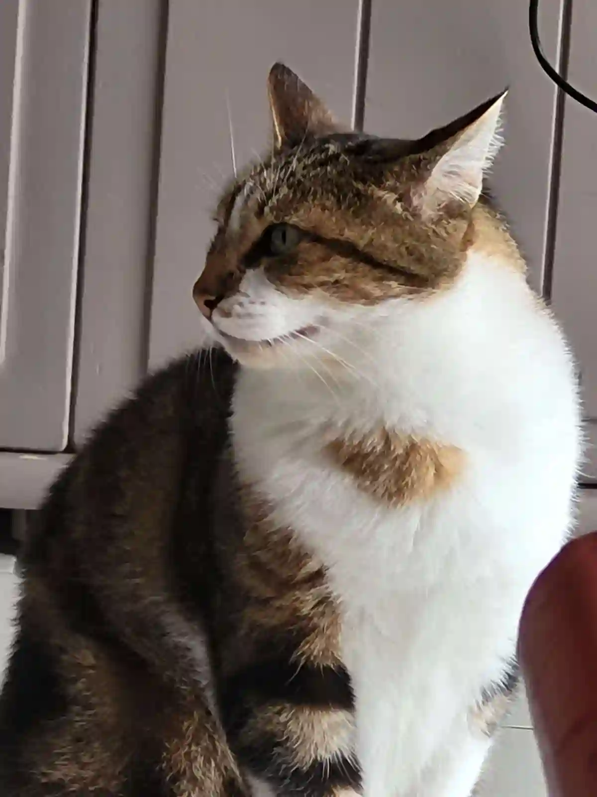 Chat Perdu 60 Oise Chat Perdu 60 Oise