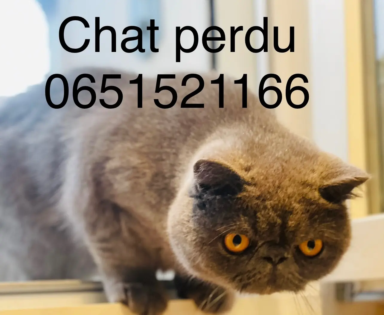 Chat Perdu 60 Oise - Marcel Chat Perdu 60 Oise - Marcel