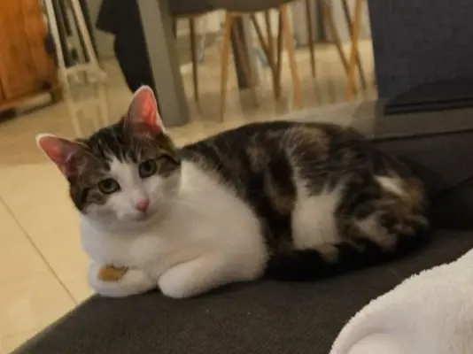 chat lost   60200 Compiègne Marcelle