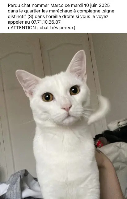 chat lost   60200 Compiègne Marco