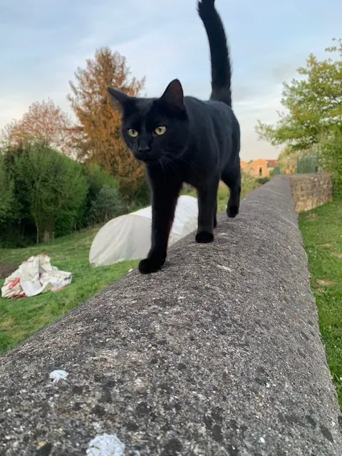 chat lost   60950 Ermenonville Maverick