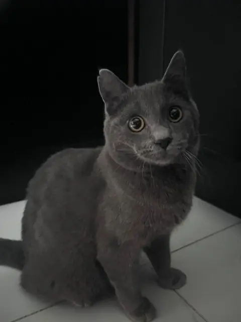 chat perdu 60100 Creil Mello chat lost 60100 Creil Mello