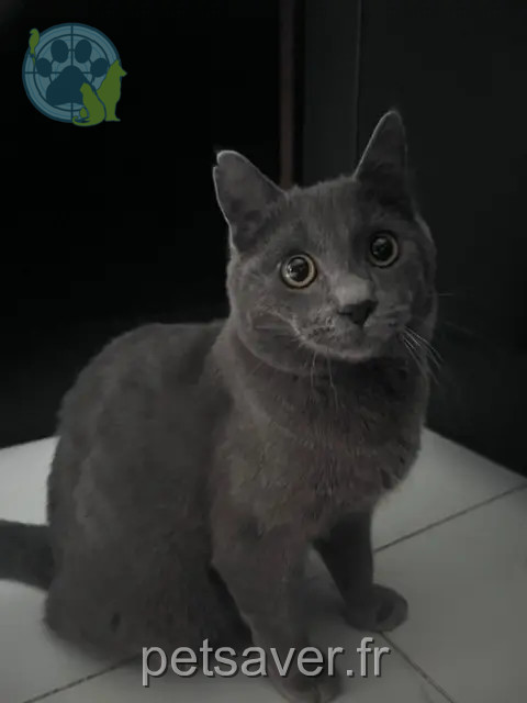 kater vermist 60100 Creil Mello kater lost 60100 Creil Mello