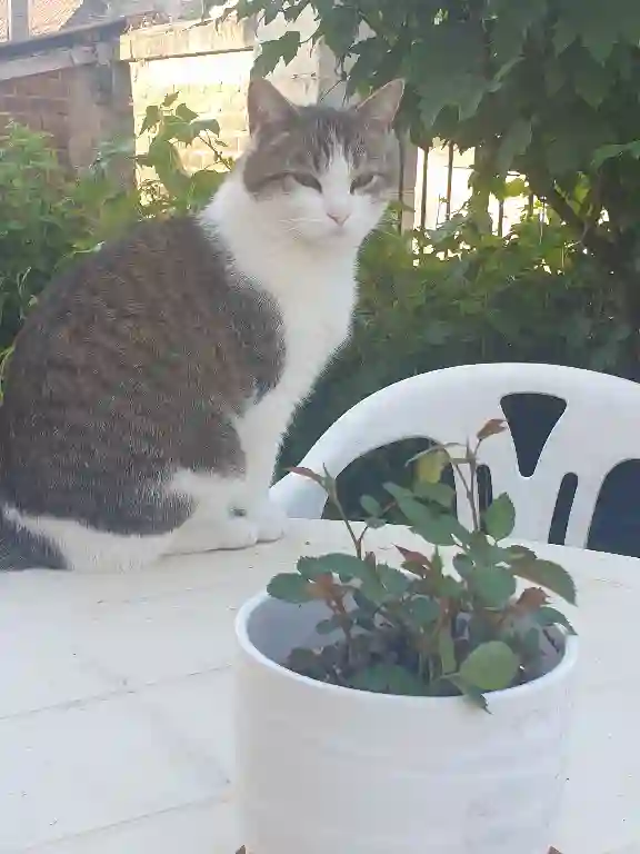 Chat Perdu 60 Oise - Miaouss Chat Perdu 60 Oise - Miaouss