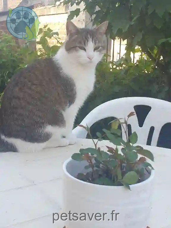 Chat Perdu 60 Oise - Miaouss Chat Perdu 60 Oise - Miaouss