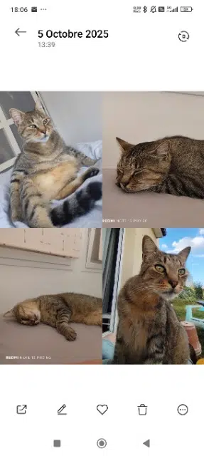 gato perdido 60430 Noailles Milky gato lost 60430 Noailles Milky