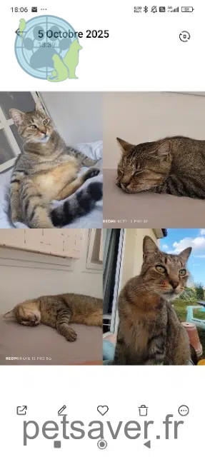 chat perdu 60430 Noailles Milky chat lost 60430 Noailles Milky