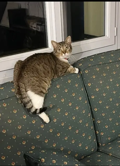 chat lost   60310 Roye-sur-Matz Mimiche