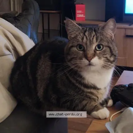 chat lost   60000 Beauvais Mimine